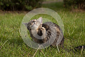 Tabby kitten on the lawn