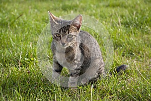 Tabby kitten on the lawn