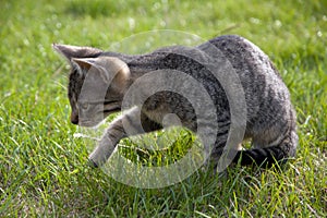 Tabby kitten on the lawn