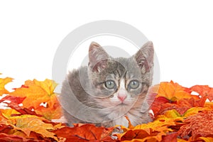 Tabby kitten laying in fall leaves isolated on white