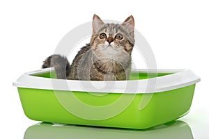 Tabby kitten in a litter box