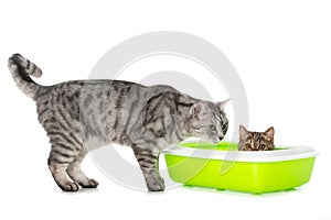 Tabby kitten in a litter box