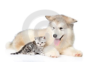 Tabby kitten lying with Alaskan malamute puppy. isolated on white