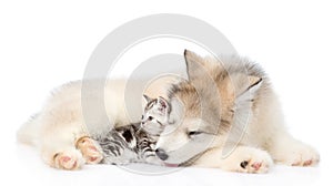 Tabby kitten lying with Alaskan malamute puppy. isolated on white