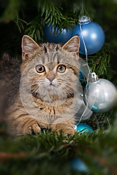 Tabby kitten lying in a christmas tree