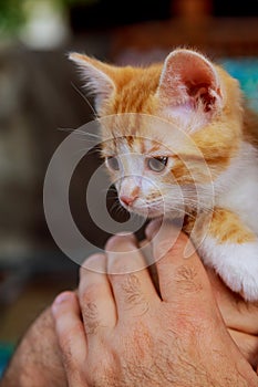 Tabby kitten in a mans hands