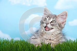 Tabby kitten mouth open on green grass