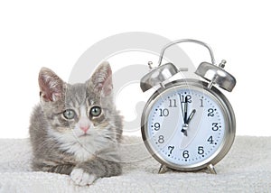 Tabby kitten next to clock on sheepskin bed, daylight savings concept