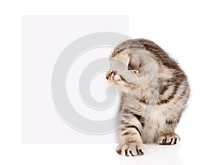 Tabby kitten peeking out of a blank sign. isolated