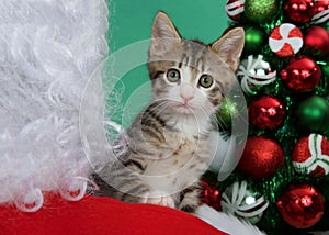 Tabby kitten peeking over Santas shoulder