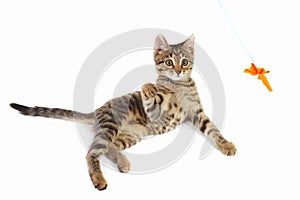 Tabby kitten is played with a orange paper bow on white background