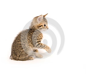 Tabby kitten playing