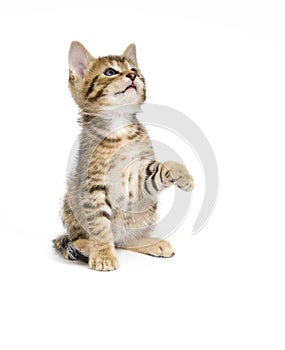 Tabby kitten playing