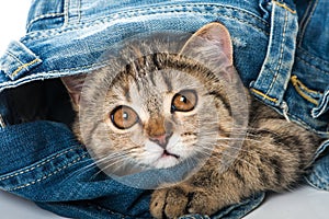 Tabby kitten with a jeans