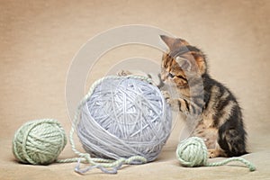 Tabby kitten is playing with colorful balls of wool