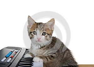 Tabby kitten playing a piano keyboard isolated on white