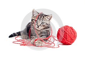 Tabby kitten playing red clew or ball