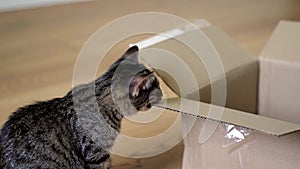 Tabby kitten plays with carton box, bites it and eats paper. Avitaminosis, elements deficiency in veterinary medicine