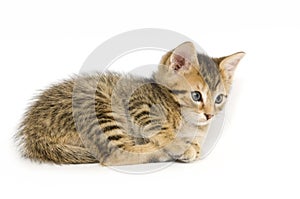 Tabby kitten resting