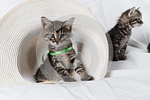 Tabby kitten sitting