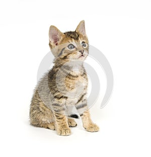 Tabby kitten sitting