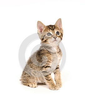 Tabby kitten sitting