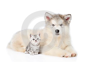 Tabby kitten sitting with Alaskan malamute puppy. isolated on white
