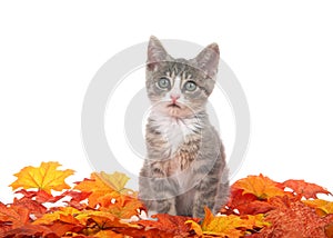 Tabby kitten sitting in autumn leaves isolated on white