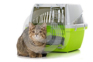 Tabby kitten sitting in front of a transport box