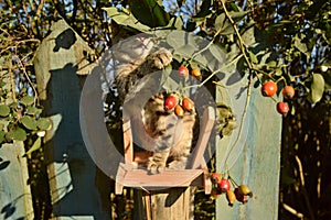 A tabby kitten sitting inside a birdfeeder with a dog rose around.