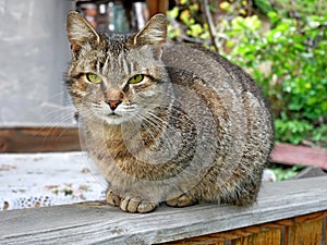 Tabby kitten sitting on veranda outdoors in summertime