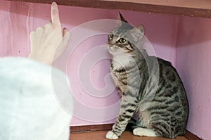 Tabby kitten sitting on white background