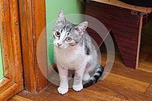 Tabby kitten sitting on white background