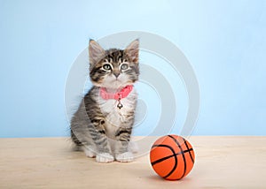 Tabby kitten sitting on wood floor with basketball
