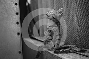 Tabby kitten sittinng in the rural yard. Lovely grey cat. Black and white photo