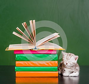 Tabby kitten sleep near books