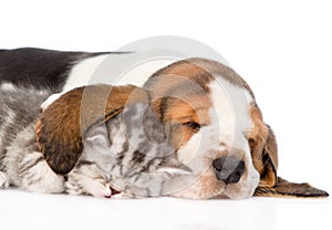 Tabby kitten sleeping, covered ear basset hound puppy. isolated