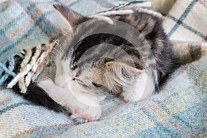 Tabby kitten sleeping wrapped in wool blanket