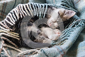 Tabby kitten sleeping wrapped in wool blanket
