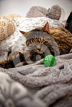 The tabby kitten sleeps cutely next to the toy