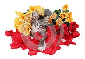 Tabby kitten surrounded by roses.