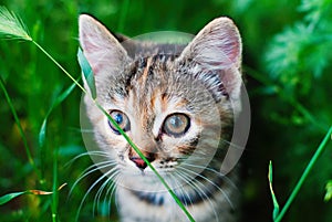 Tabby Kitten take Fun in Green Grass