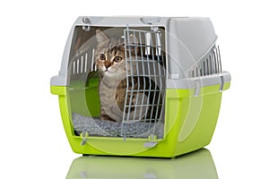 Tabby kitten in a transport box