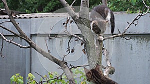 Tabby kitten trying to climb a tree