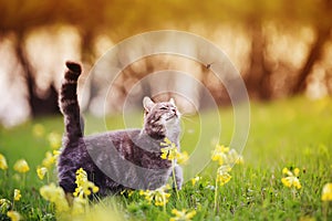 tabby kitten walks through a summer sunny meadow and looks at a flying ladybug
