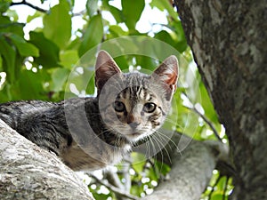 A tabby kitten on a walnut tree