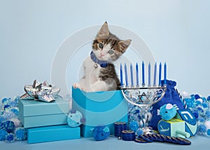 Tabby kitten wearing blue collar in Hanukkah scene