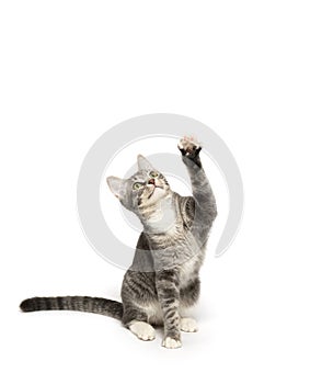 Tabby kitten on white background