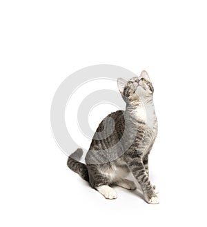 Tabby kitten on white background