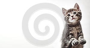 Tabby kitten on white background. Beautiful playful baby cat with paws on white background. Pet animal on long web banner with